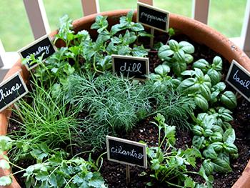 16 Medicinal Herbs You Should Grow Side by Side - Dill