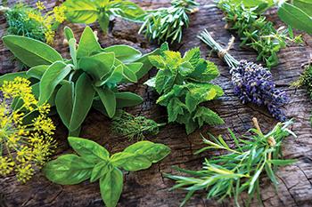 16 Medicinal Herbs You Should Grow Side by Side - Lavender