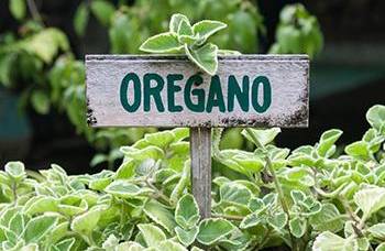 16 Medicinal Herbs You Should Grow Side by Side - Oregano