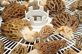 The $200 A Pound Mushroom You Should Forage for Profit - dehydrator