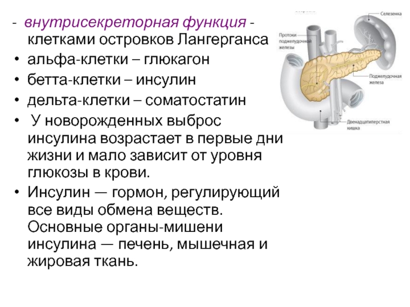 Инсулин и глюкагон функции