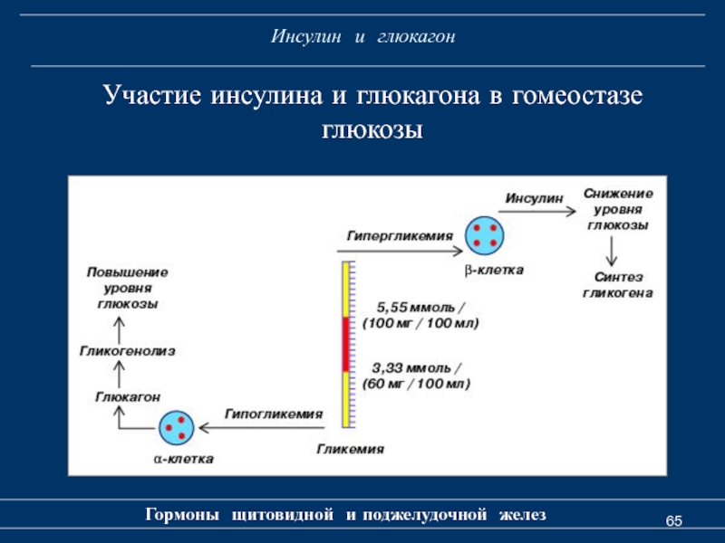 Инсулин и глюкагон функции