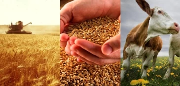 Посевы пшеницы, картофеля и кукурузы сократились
