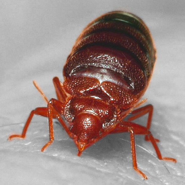 File:Bed bug, Cimex lectularius (9627010587).jpg