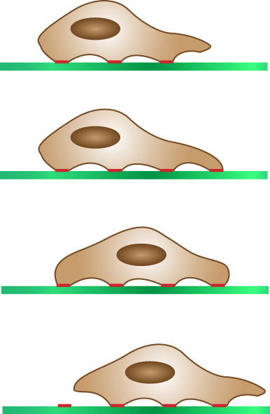 Four_steps_of_cell_migration