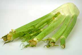 fennel (Foeniculum vulgare)