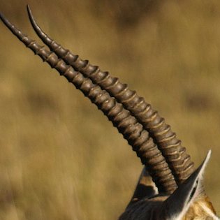 File:Thomsons-gazelle horns.jpg