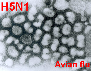 File:H5N1.png