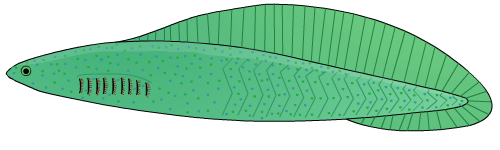 File:Haikouichthys4.png