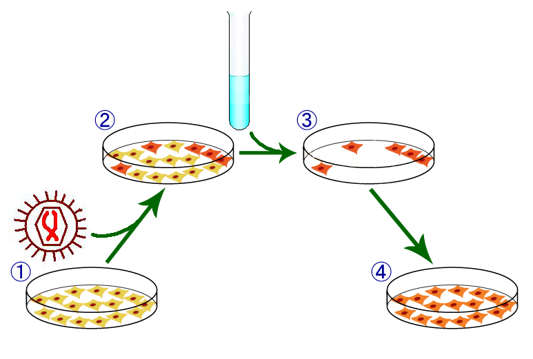 File:IPS process.png