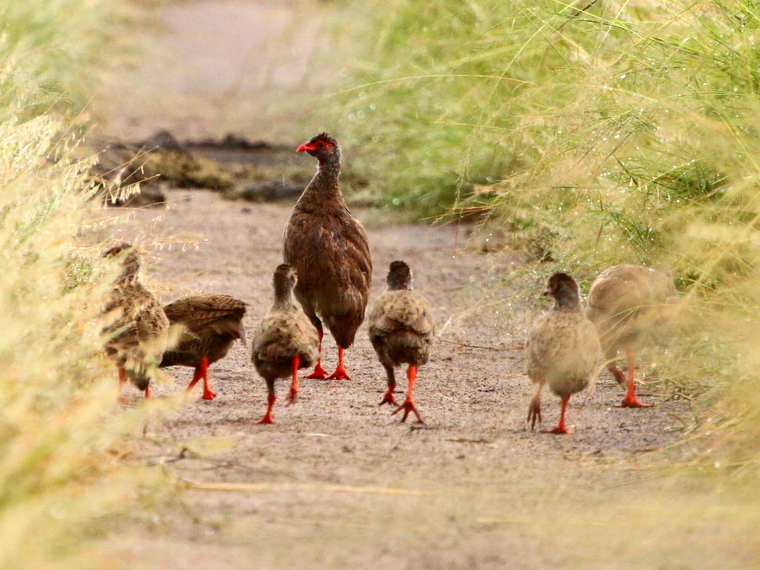 File:Handsome Francolin.JPG