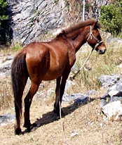 File:Lone pony in the hills.jpg