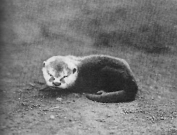 File:Toeless otter of the Belgian Congo.jpg