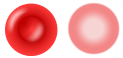 File:Erythrocyte.png