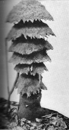 File:Mushroom-shaped termite mound, Belgian Congo.jpg