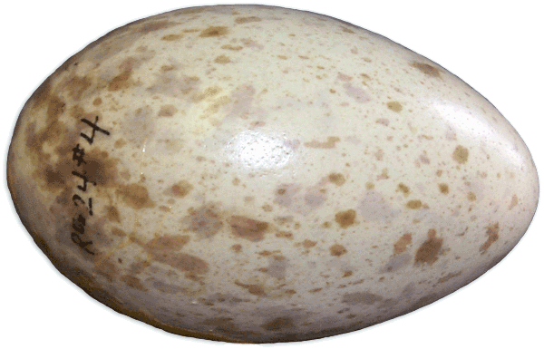 File:Egg125o.png