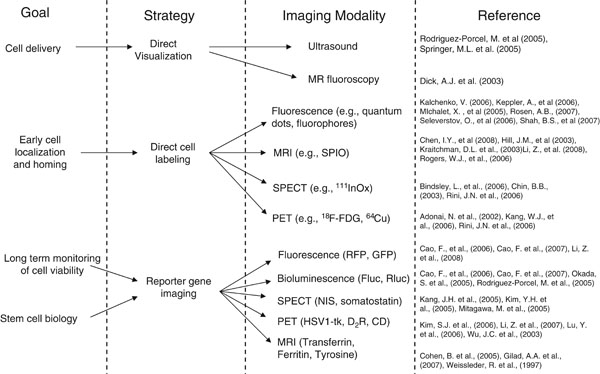 File:Summary of the different imaging strategies that can be used to assess the delivery, short- and long-term monitoring of stem cell viability and biology..jpg