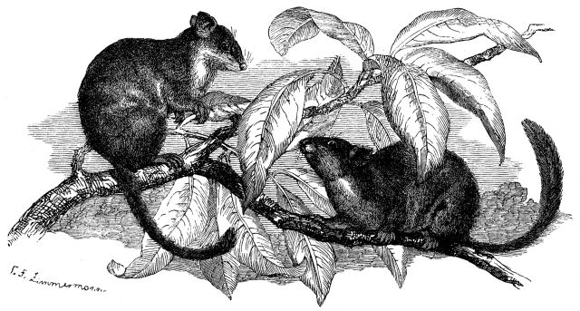 File:Beutelmaus brehm.png