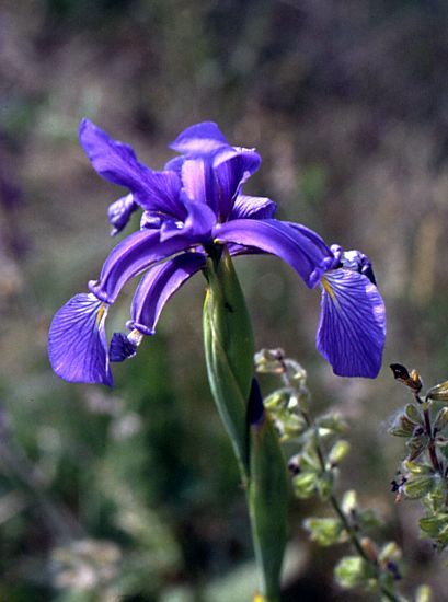 File:Iris spuria.jpg