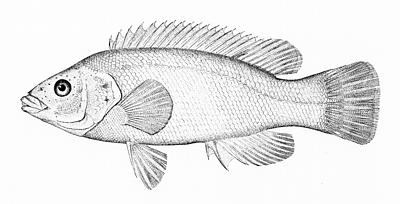 File:Tautogolabrus adspersus (line art).jpg