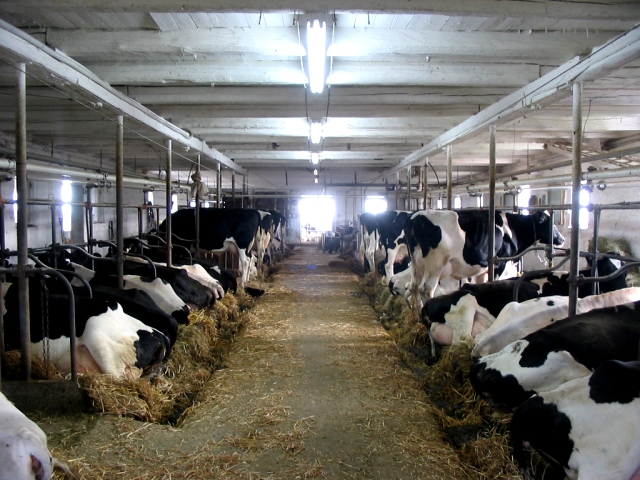 File:Cows on a farm - by Eric Dufresne.jpg