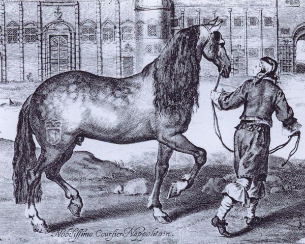 File:Neapolitanhorse.jpg