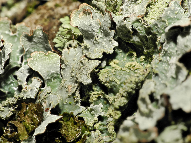File:2014-01-06 13-08-34 lichen-12f.jpg