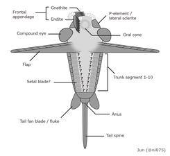 Schinderhannes bartelsi (ventral) シンダーハンネス・バーテルシ（腹面）