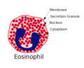 Eosinophil white blood cel. Vedi it.Wikipedia it:Granulocita Granulocita