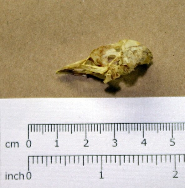 File:Thinocorus orbignyianus skull.jpg