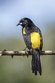 * Nomination Black-cowled oriole (Icterus prosthemelas prosthemelas) --Charlesjsharp 18:12, 12 April 2023 (UTC) * Promotion  Support Good quality. --FlocciNivis 19:42, 12 April 2023 (UTC)