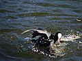 Fighting European Coots