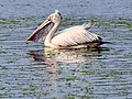 * Nomination Spot-billed pelican (Pelecanus philippensis) swimming, Vedanthangal Bird Sanctuary, India --Tagooty 04:13, 26 December 2021 (UTC) * Promotion  Support Good quality -- Johann Jaritz 04:37, 26 December 2021 (UTC)