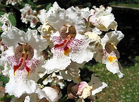 Catalpa speciosa