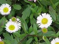 Erigeron karvinskianus