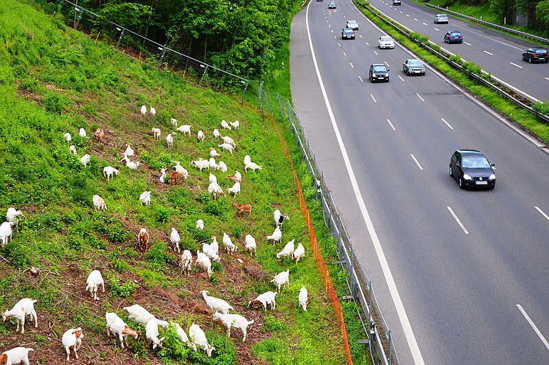 File:Goats in landscape management at German Highway B 42. Spielvogel 2013.jpg