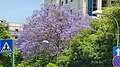 Jacaranda Mimosofilia in Israel