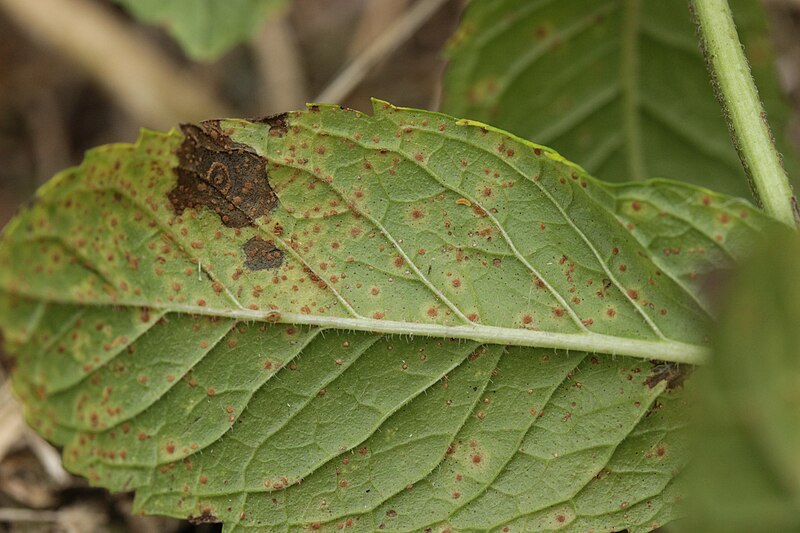 File:Puccinia menthae (29).jpeg