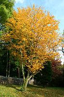 Alder-leafed Whitebeam or Korean Whitebeam (Sorbus alnifolia) var. ‘Submollis’.