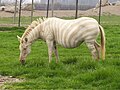 Pregnant, albino Zebra