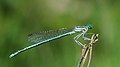 ◆2013/08-46 ◆Category File:Damselfly 08 (MK).jpg uploaded by Leviathan1983, nominated by Leviathan1983