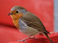 Erithacus rubecula in Germany