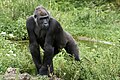 * Nomination G. g. gorilla --Аныл Озташ 13:53, 24 July 2023 (UTC) * Promotion Good quality. --Argenberg 11:04, 25 July 2023 (UTC)