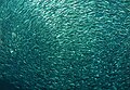 * Nomination Pacific Sardines - Monterey Bay Aquarium (California). By User:Changku88 --Yann 12:16, 12 January 2024 (UTC) * Promotion  Support Good quality. --Thi 12:12, 13 January 2024 (UTC)