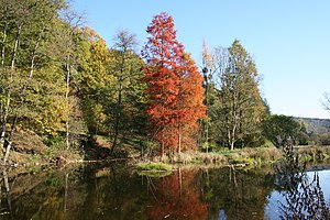 The Ourthe river and the Taxodium distichum of the Arboretum Robert Lenoir in Rendeux, Belgium.