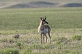 Pronghorn Antilope d'Amérique