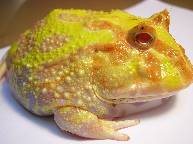 File:Ceratophrys ornata (Pacman Frog).JPG