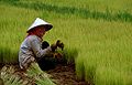 Cambodia - A worker is removing the rice seedlings