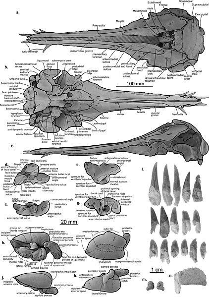 File:Annotated Figure of OU 22162.jpg