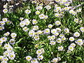 Erigeron speciosus ?